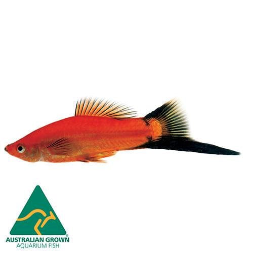 the-fish-farm Swordtail Swordtail - Red Wagtail 4.5cm Red Wagtail Swordtail 4.5cm - The Fish Farm