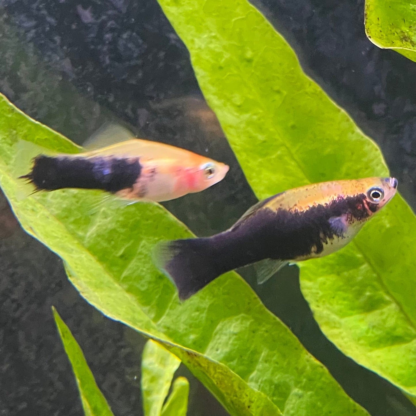 the-fish-farm Swordtail Swordtail - Yellow Tuxedo 4.5cm Yellow Tuxedo Swordtail 4.5cm - The Fish Farm