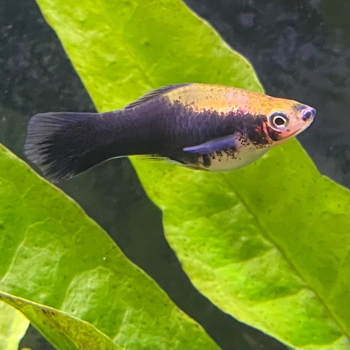 the-fish-farm Swordtail Swordtail - Yellow Tuxedo 4.5cm Yellow Tuxedo Swordtail 4.5cm - The Fish Farm