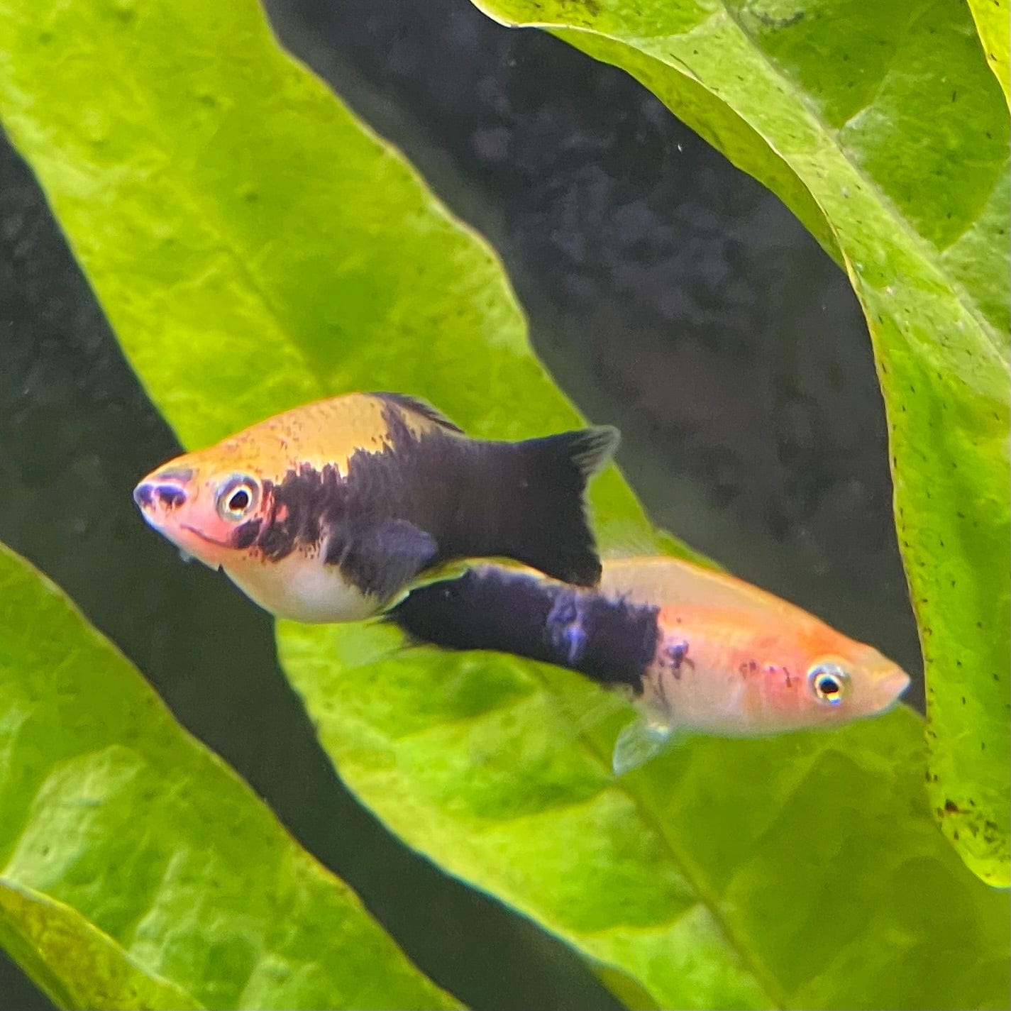 the-fish-farm Swordtail Swordtail - Yellow Tuxedo 4.5cm Yellow Tuxedo Swordtail 4.5cm - The Fish Farm