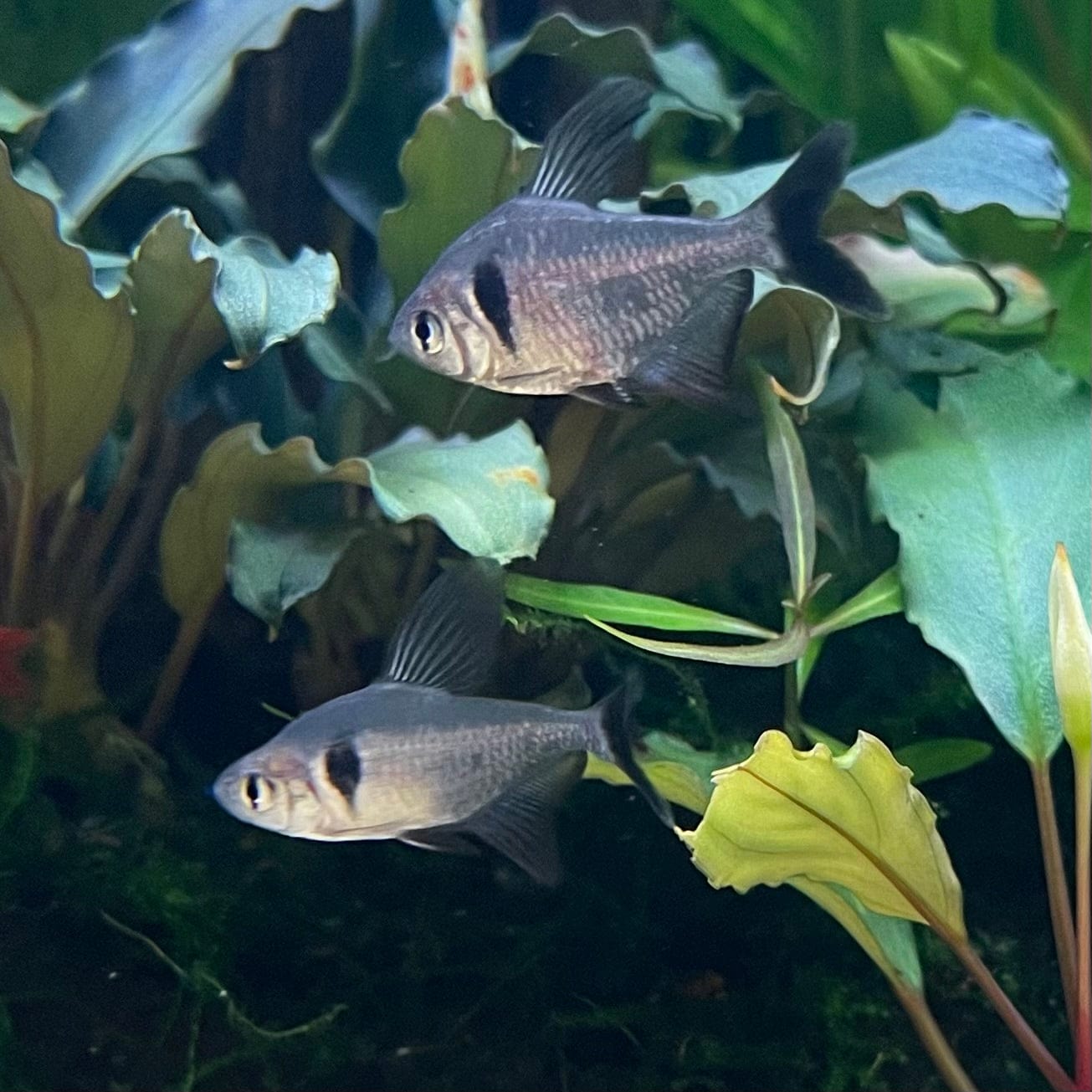 the-fish-farm Tetra Black Phantom Tetra 3cm Black Phantom Tetra 3cm - The Fish Farm