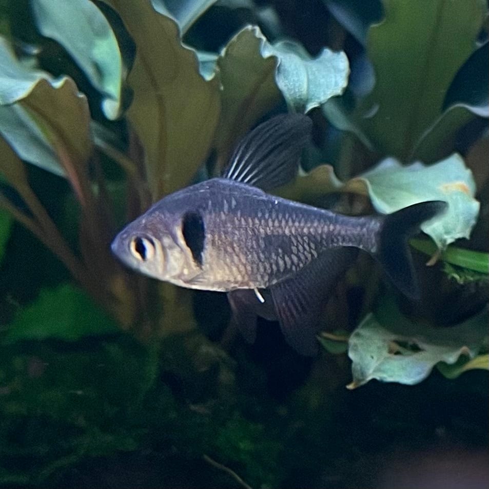 the-fish-farm Tetra Black Phantom Tetra 3cm Black Phantom Tetra 3cm - The Fish Farm