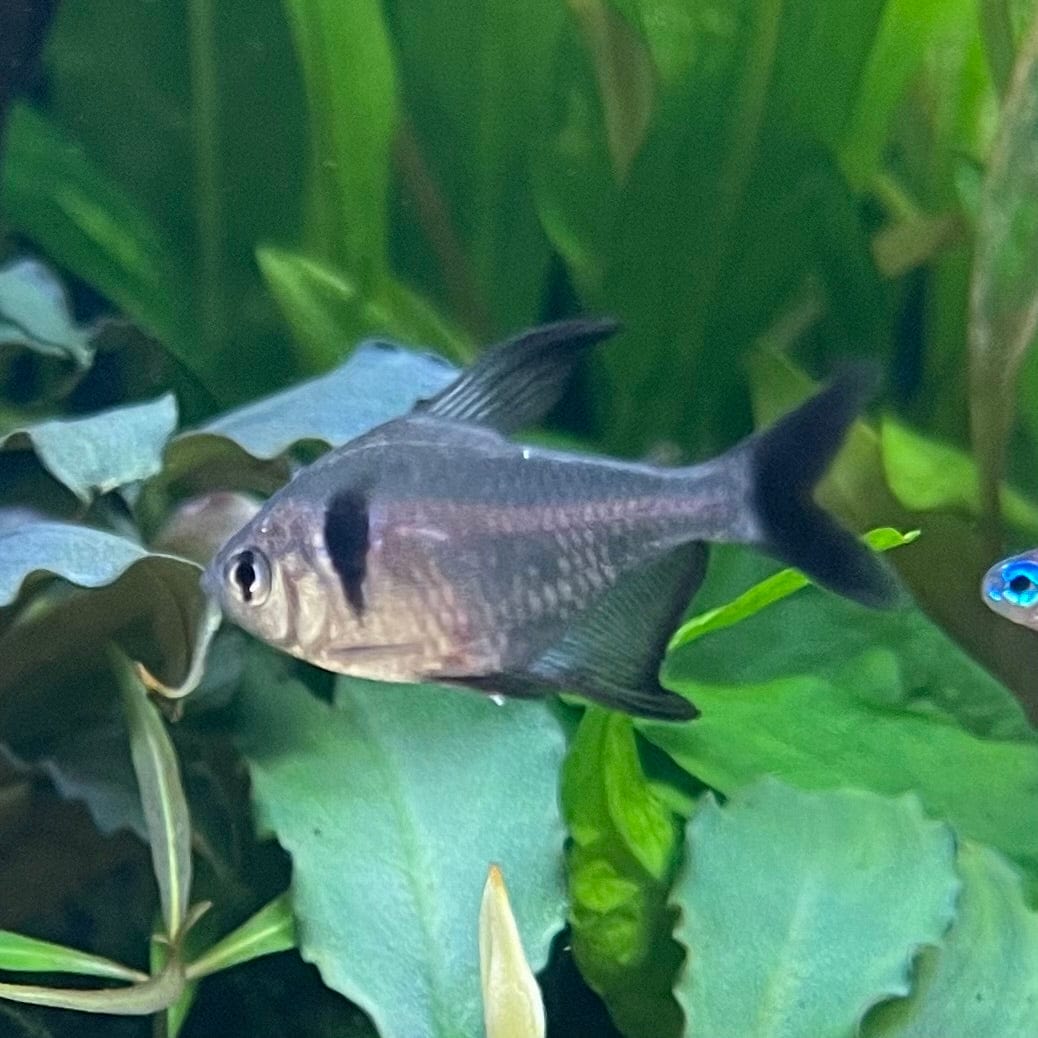 the-fish-farm Tetra Black Phantom Tetra 3cm Black Phantom Tetra 3cm - The Fish Farm