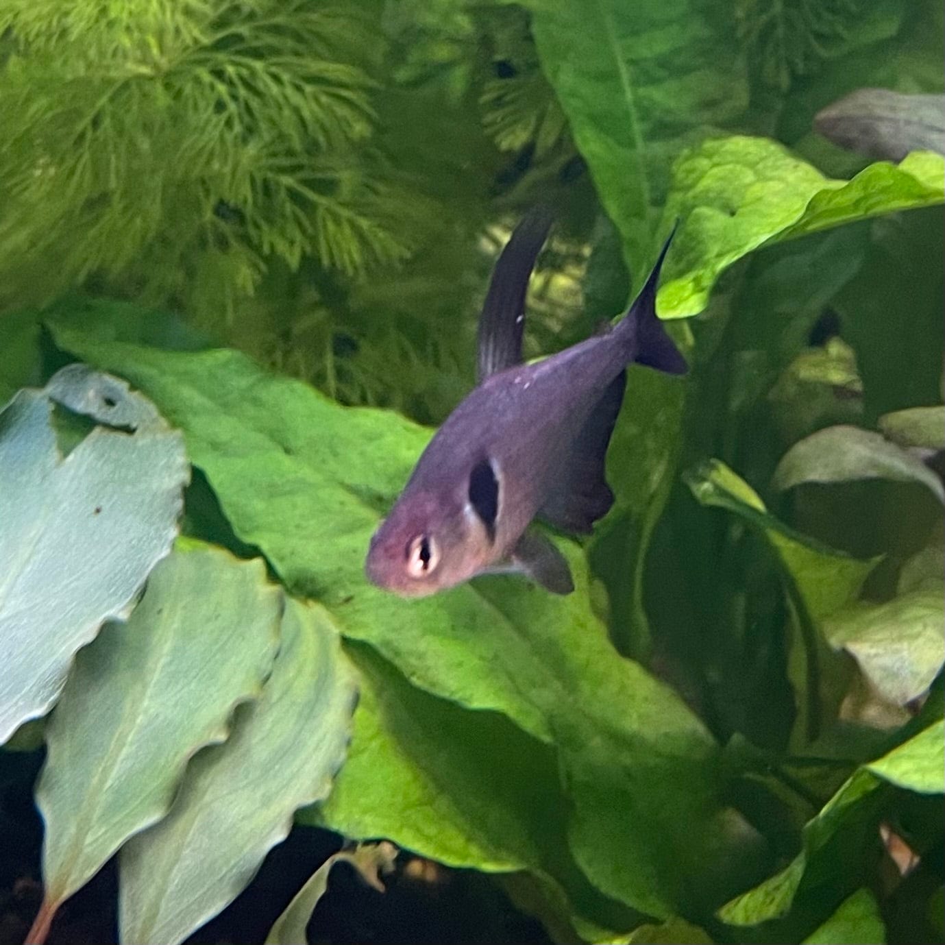 the-fish-farm Tetra Black Phantom Tetra 3cm Black Phantom Tetra 3cm - The Fish Farm