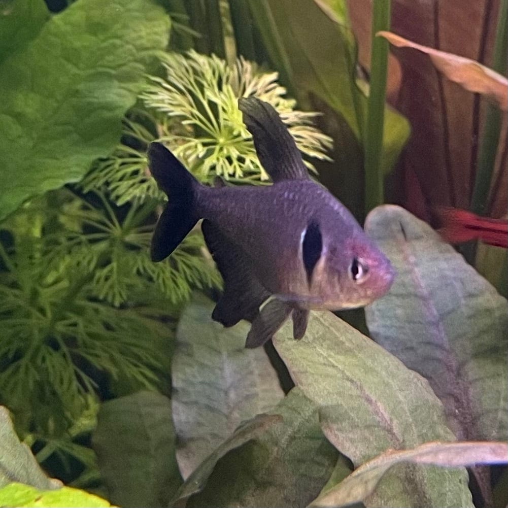 the-fish-farm Tetra Black Phantom Tetra 3cm Black Phantom Tetra 3cm - The Fish Farm