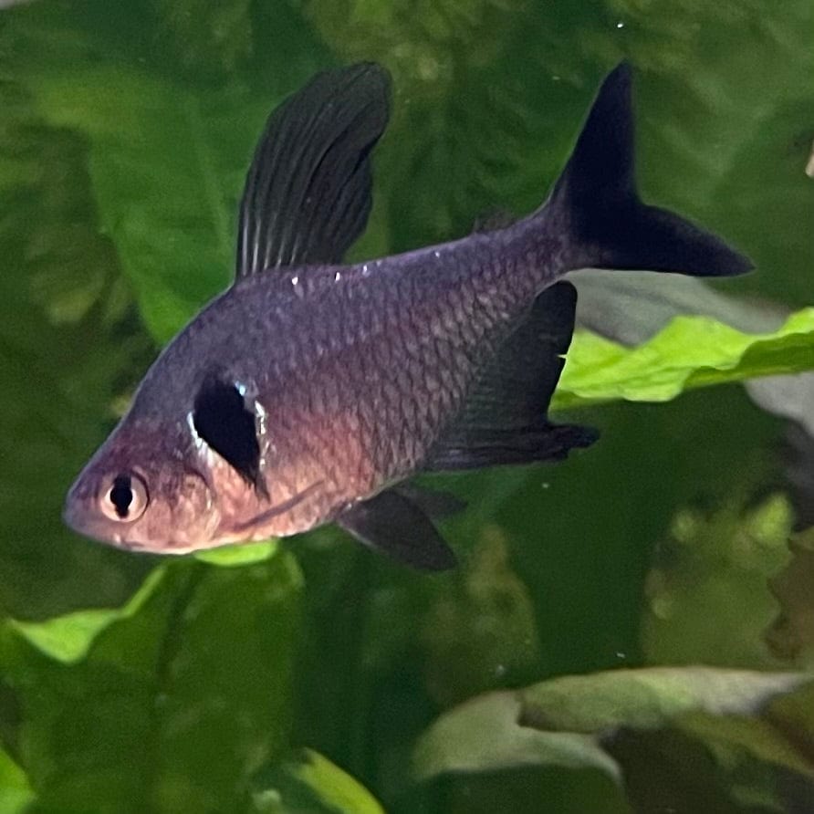 the-fish-farm Tetra Black Phantom Tetra 3cm Black Phantom Tetra 3cm - The Fish Farm