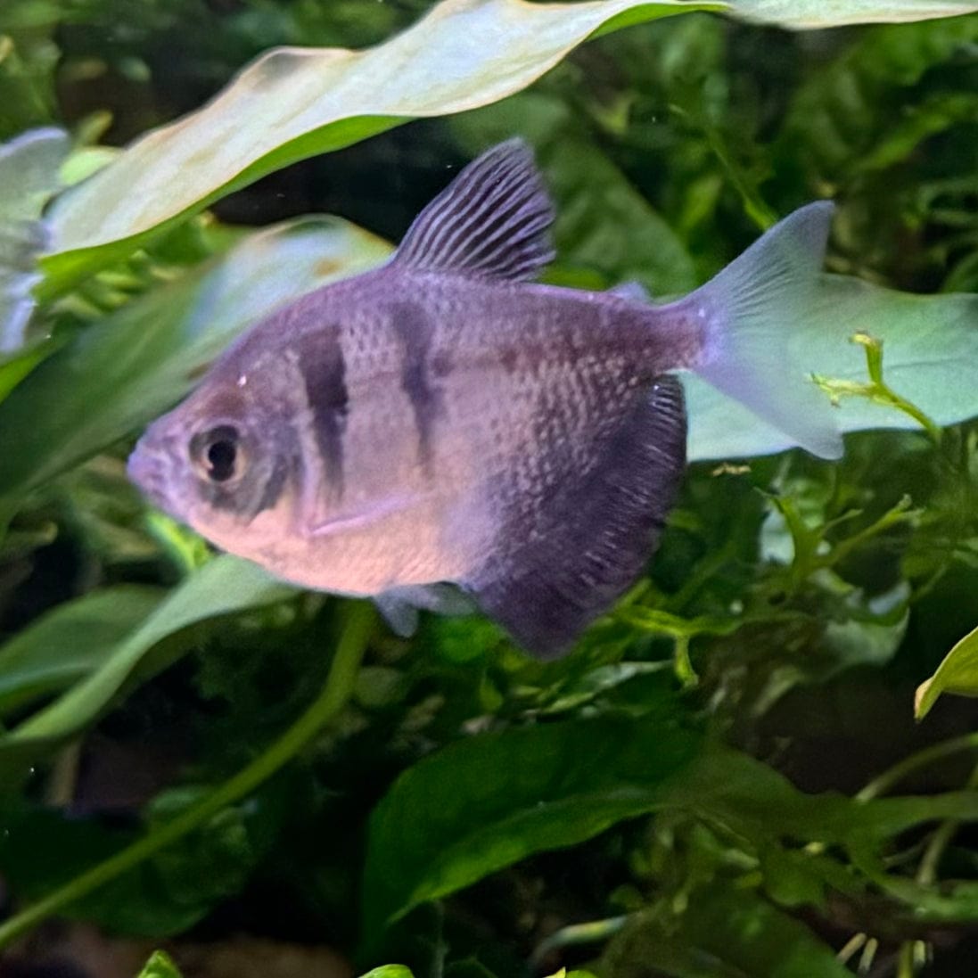 the-fish-farm Tetra Black Widow Tetra Black Widow Tetra - The Fish Farm