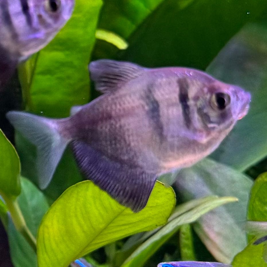 the-fish-farm Tetra Black Widow Tetra Black Widow Tetra - The Fish Farm