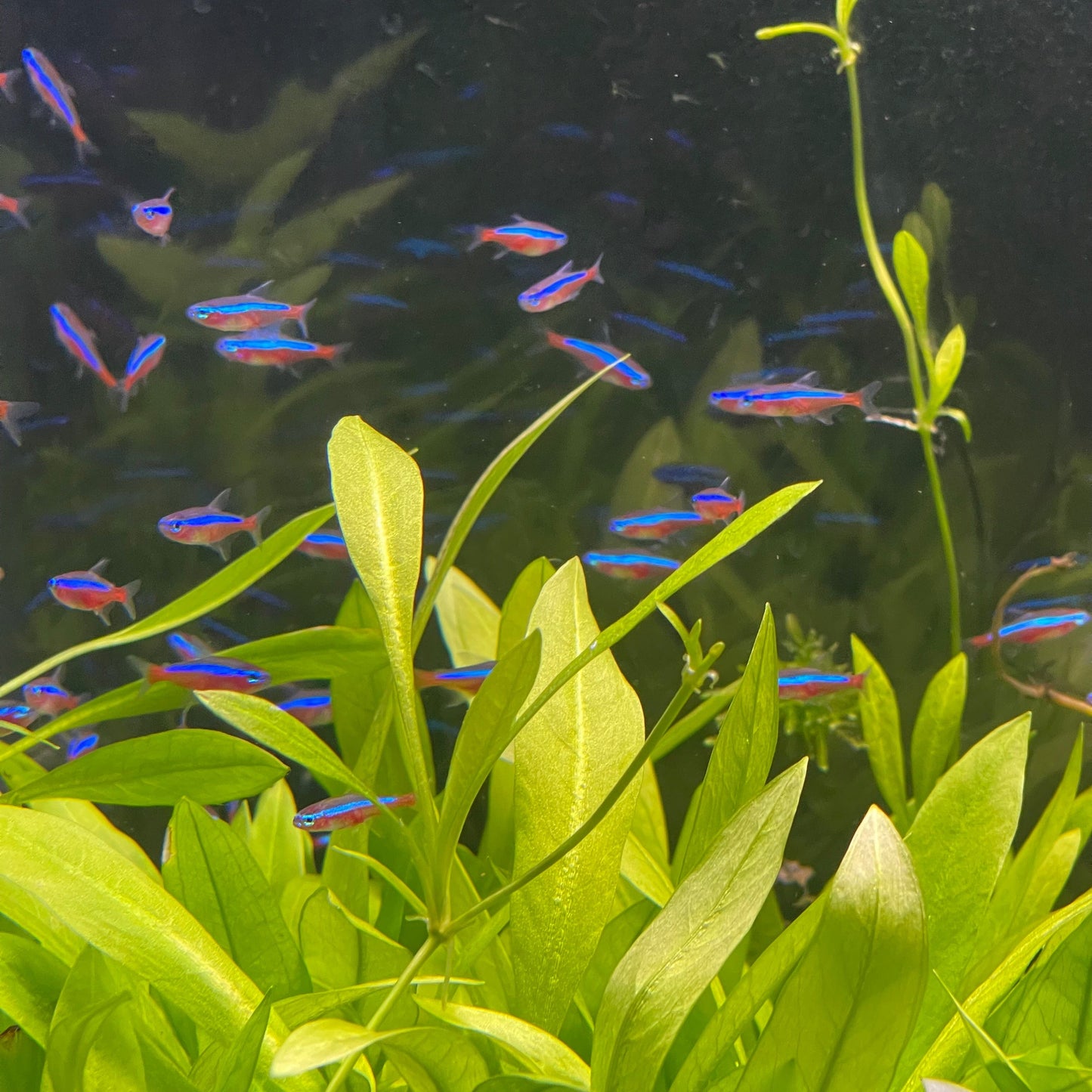 the-fish-farm Tetra Cardinal Tetra (2.5-3cm) Cardinal Tetra (2.5-3cm)