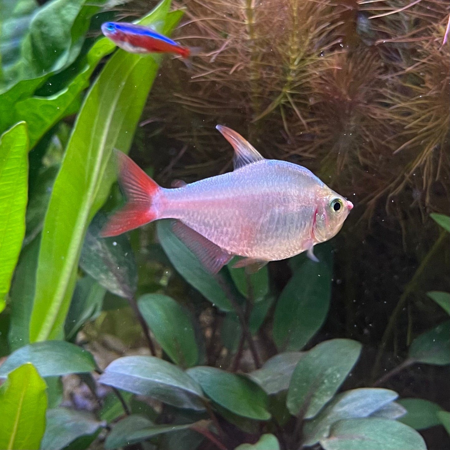 the-fish-farm Tetra Colombian Tetra 3cm Colombia Tetra 3cm- The Fish Farm