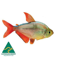 the-fish-farm Tetra Colombian Tetra 3cm Colombia Tetra 3cm- The Fish Farm