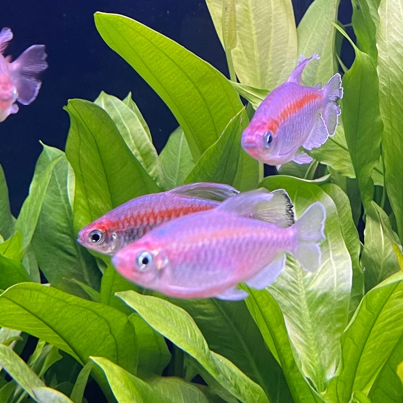 the-fish-farm Tetra Congo Tetra (4-6cm) Congo Tetra - The Fish Farm
