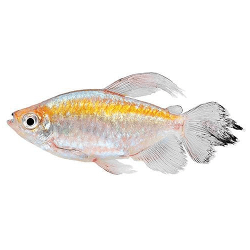 the-fish-farm Tetra Congo Tetra Congo Tetra - The Fish Farm