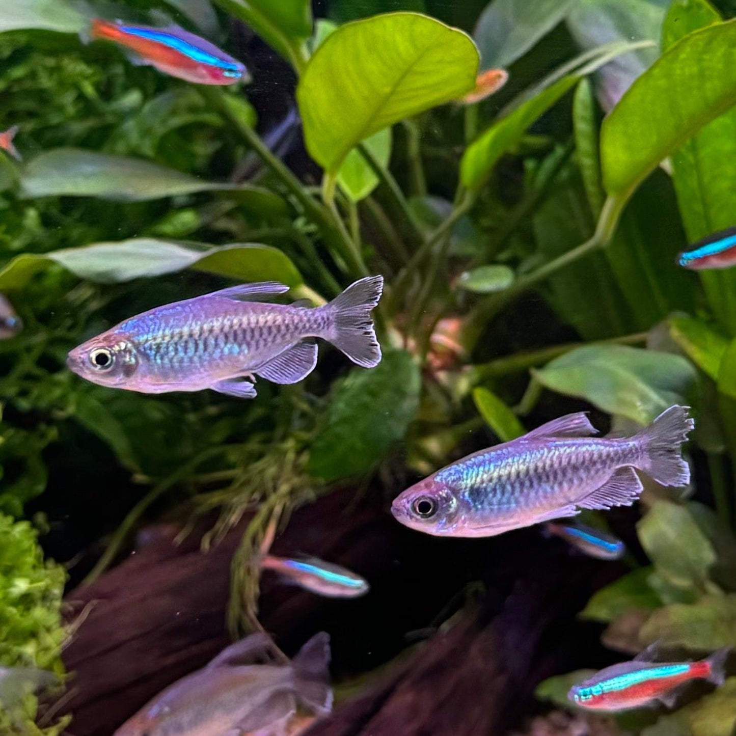 the-fish-farm Tetra Congo Tetra Congo Tetra - The Fish Farm