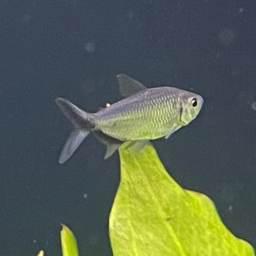 the-fish-farm Tetra Costae Tetra (3cm) Costae Tetra 3cm - The Fish Farm