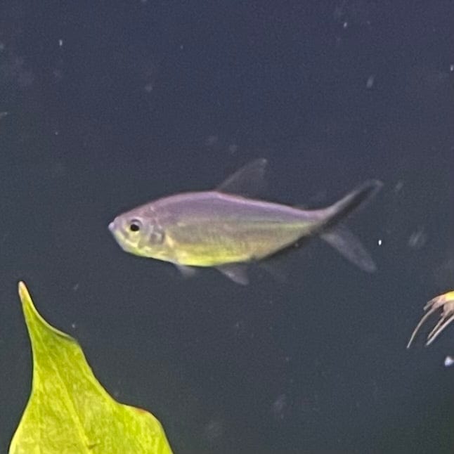 the-fish-farm Tetra Costae Tetra (3cm) Costae Tetra 3cm - The Fish Farm