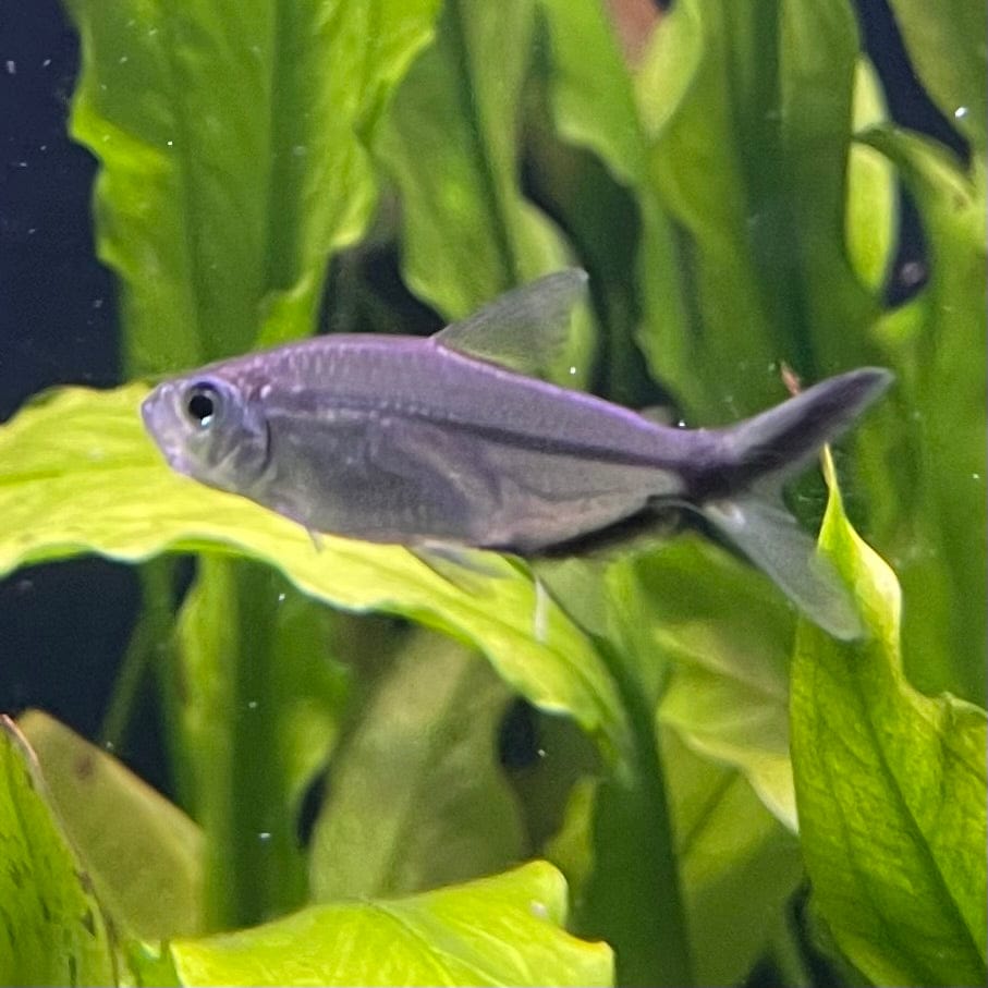 the-fish-farm Tetra Costae Tetra (3cm) Costae Tetra 3cm - The Fish Farm