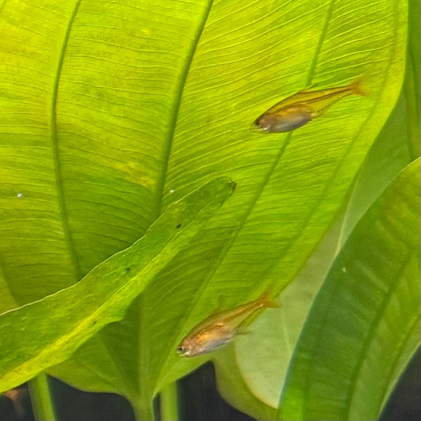 the-fish-farm Tetra Ember Tetra Ember Tetra - The Fish Farm