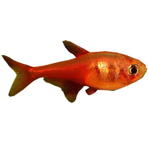the-fish-farm Tetra Flame Tetra 3cm Flame Tetra 3cm - The Fish Farm