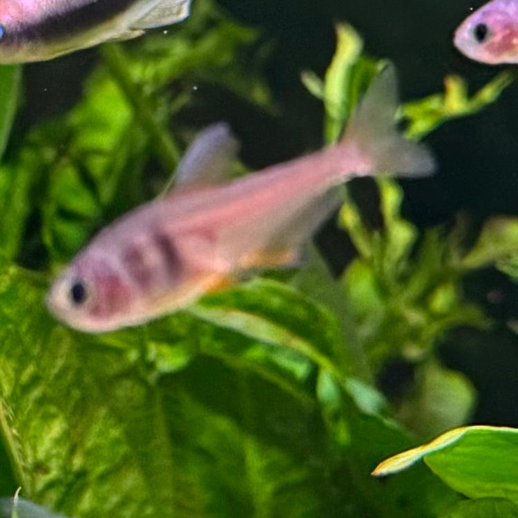 the-fish-farm Tetra Flame Tetra 3cm Flame Tetra 3cm - The Fish Farm