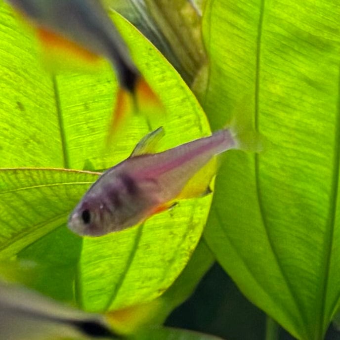 the-fish-farm Tetra Flame Tetra 3cm Flame Tetra 3cm - The Fish Farm