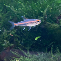 the-fish-farm Tetra Glowlight Tetra 3cm Glowlight Tetra 3cm - The Fish Farm