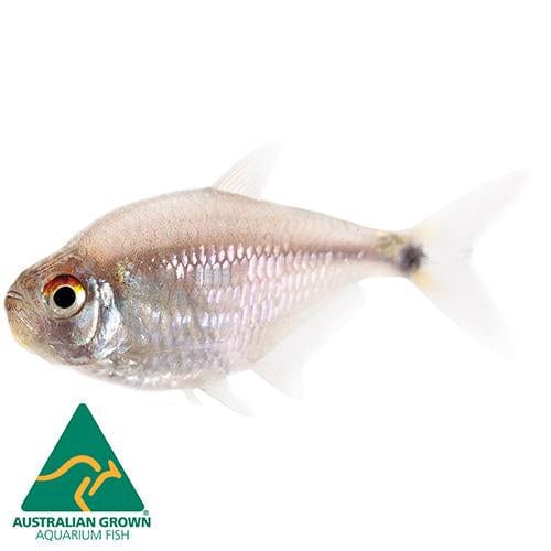 the-fish-farm Tetra Head & Tail Light Tetra 3cm Head & Tail Light Tetra 3cm - The Fish Farm