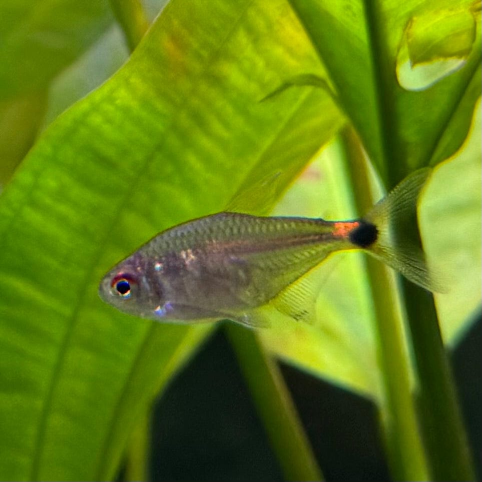 the-fish-farm Tetra Head & Tail Light Tetra 3cm Head & Tail Light Tetra 3cm - The Fish Farm