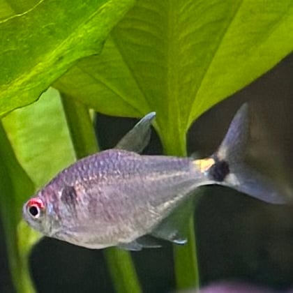 the-fish-farm Tetra Head & Tail Light Tetra (3cm) Head & Tail Light Tetra 3cm - The Fish Farm