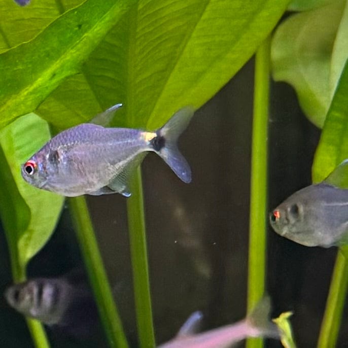 the-fish-farm Tetra Head & Tail Light Tetra (3cm) Head & Tail Light Tetra 3cm - The Fish Farm