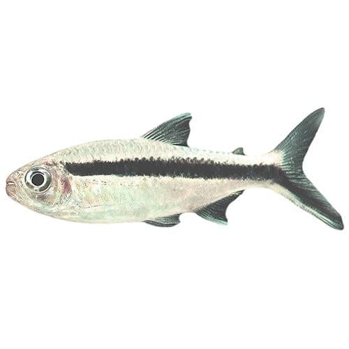 the-fish-farm Tetra Penguin Tetra Penguin Tetra - The Fish Farm