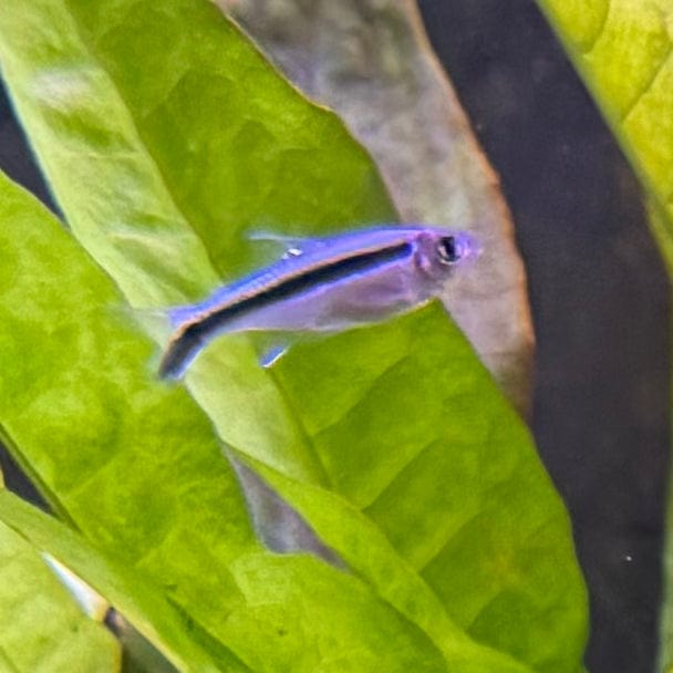 the-fish-farm Tetra Penguin Tetra Penguin Tetra - The Fish Farm