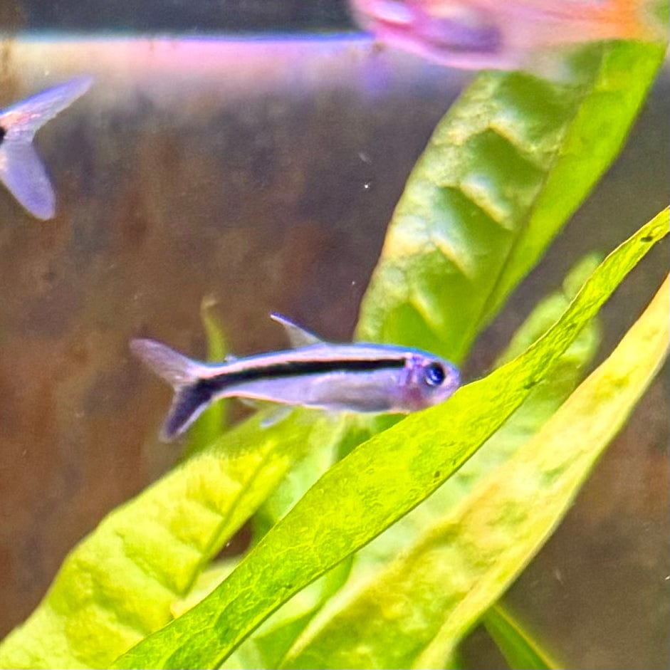 the-fish-farm Tetra Penguin Tetra Penguin Tetra - The Fish Farm