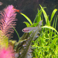 the-fish-farm Tetra Pristella Tetra (3cm) Pristella Tetra 3cm - The Fish Farm