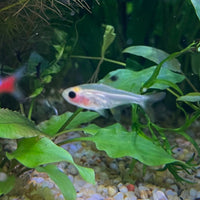 the-fish-farm Tetra Pristella Tetra (3cm) Pristella Tetra 3cm - The Fish Farm