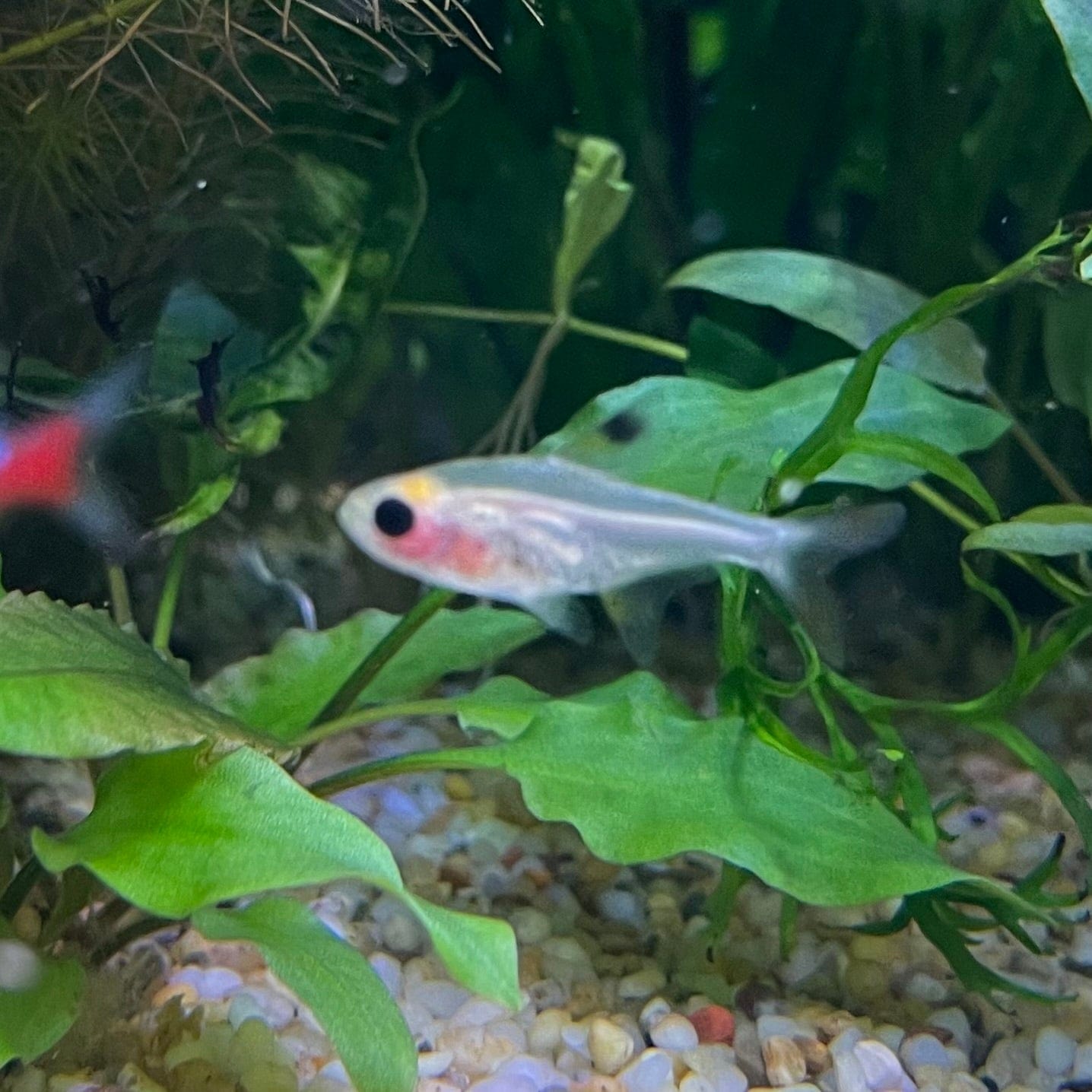 the-fish-farm Tetra Pristella Tetra (3cm) Pristella Tetra 3cm - The Fish Farm