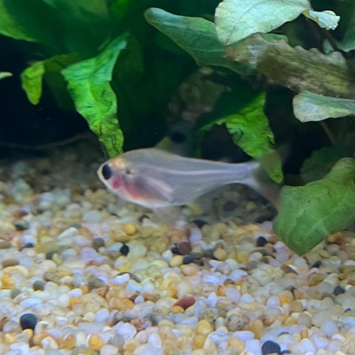 the-fish-farm Tetra Pristella Tetra (3cm) Pristella Tetra 3cm - The Fish Farm