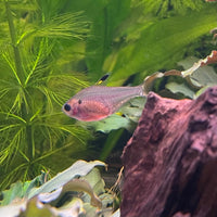 the-fish-farm Tetra Pristella Tetra (3cm) Pristella Tetra 3cm - The Fish Farm