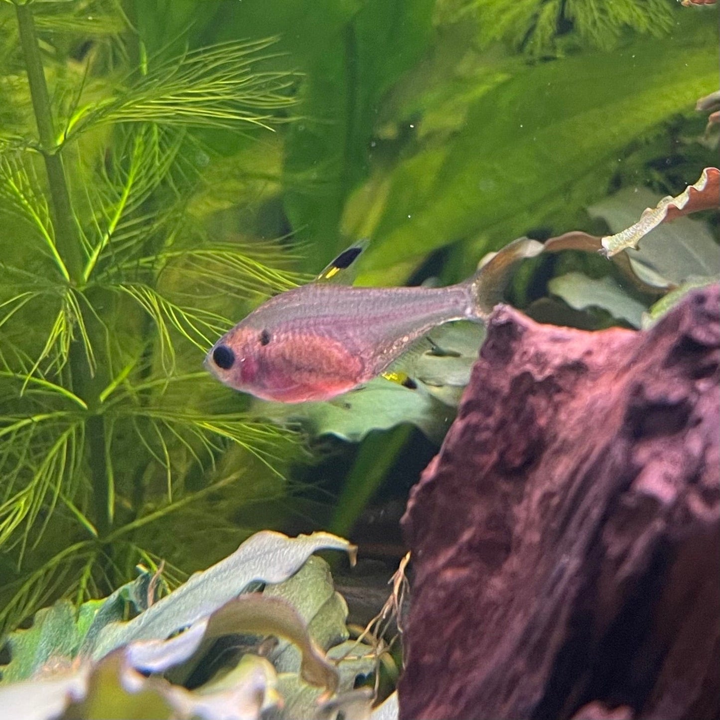 the-fish-farm Tetra Pristella Tetra (3cm) Pristella Tetra 3cm - The Fish Farm