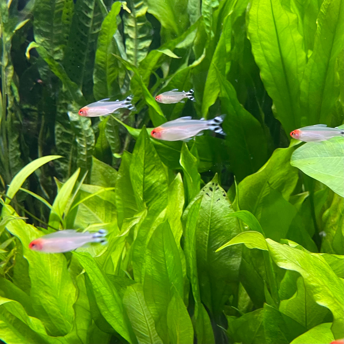 the-fish-farm Tetra Rummynose Tetra (3cm) Rummynose Tetra 3cm - The Fish Farm