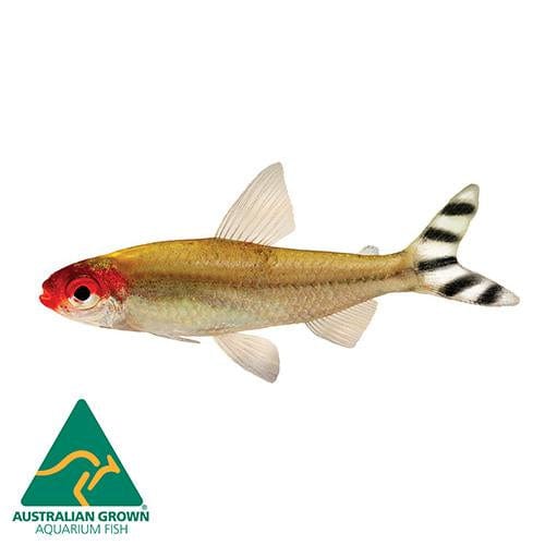 the-fish-farm Tetra Rummynose Tetra 3cm Rummynose Tetra 3cm - The Fish Farm