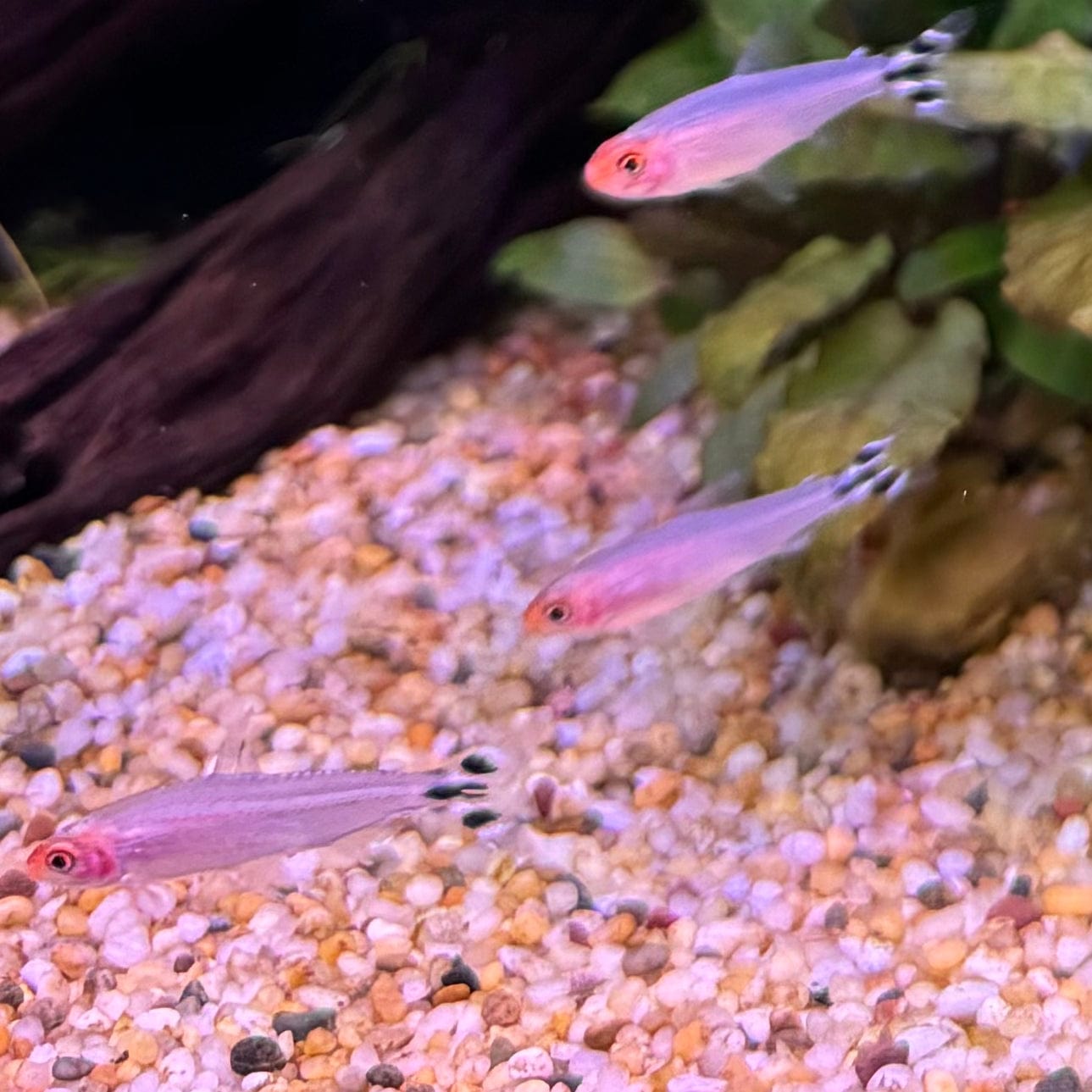 the-fish-farm Tetra Rummynose Tetra 3cm Rummynose Tetra 3cm - The Fish Farm