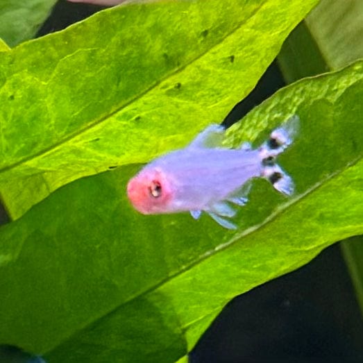 the-fish-farm Tetra Rummynose Tetra 3cm Rummynose Tetra 3cm - The Fish Farm