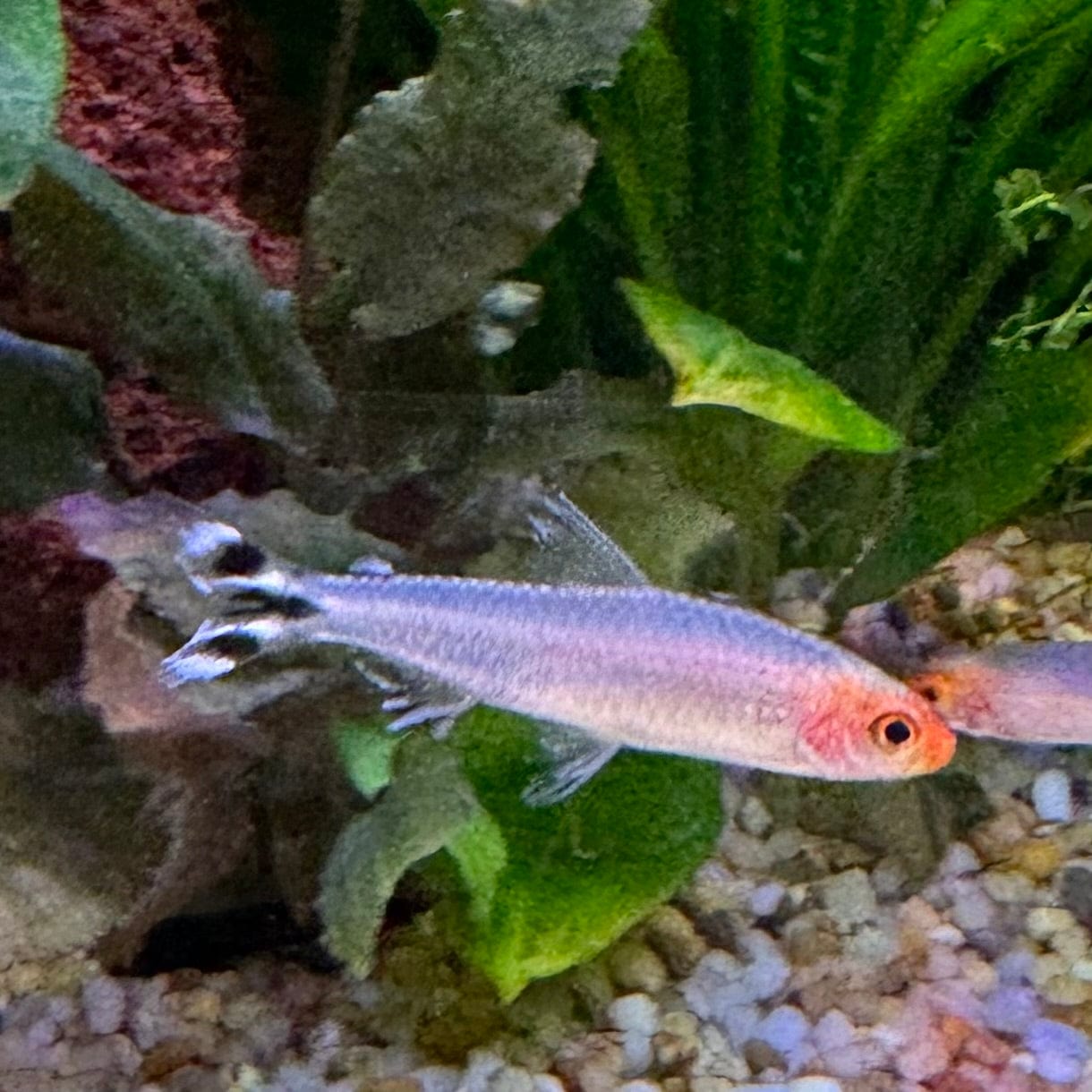 the-fish-farm Tetra Rummynose Tetra 3cm Rummynose Tetra 3cm - The Fish Farm