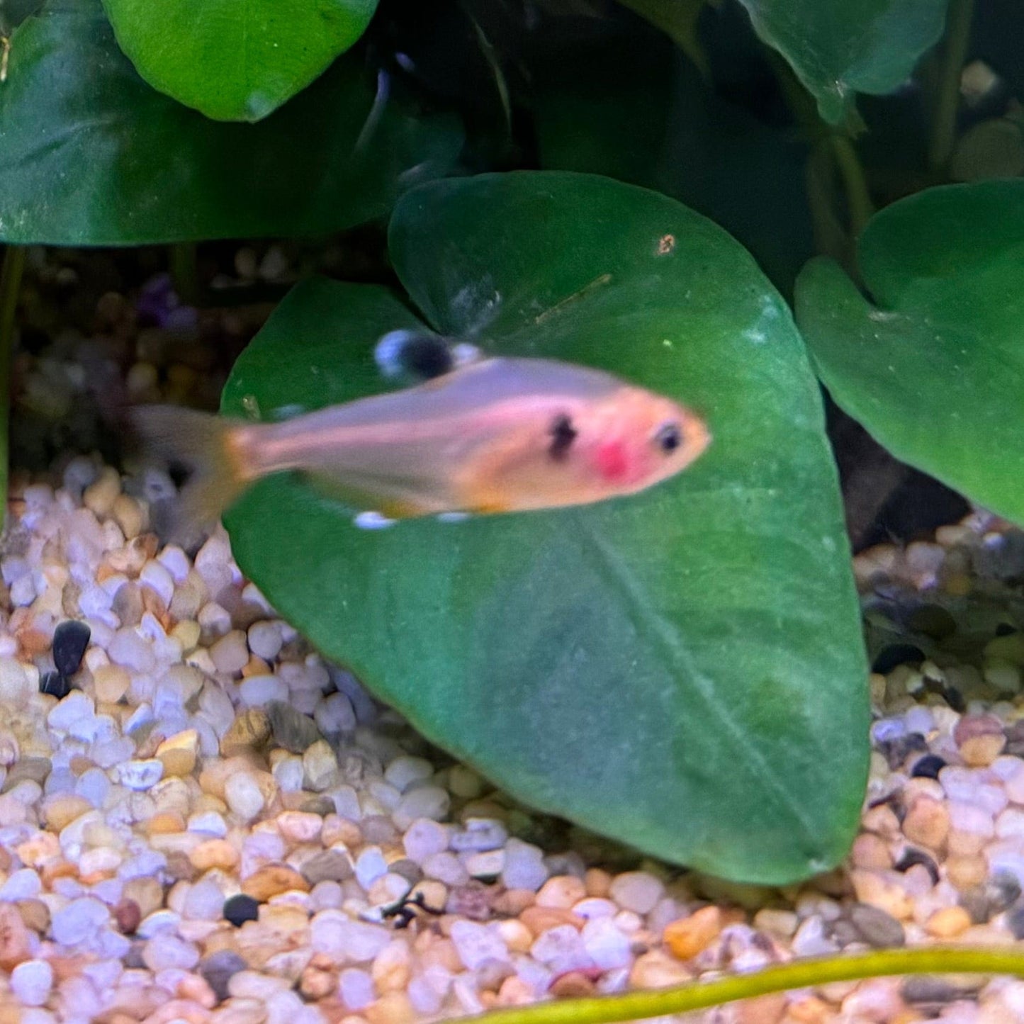 the-fish-farm Tetra Serpae Tetra 3cm Serpae Tetra 3cm - The Fish Farm