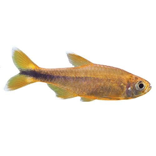 the-fish-farm Tetra Silvertip Tetra 3cm Silvertip Tetra 3cm - The Fish Farm