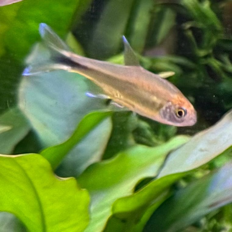 the-fish-farm Tetra Silvertip Tetra 3cm Silvertip Tetra 3cm - The Fish Farm