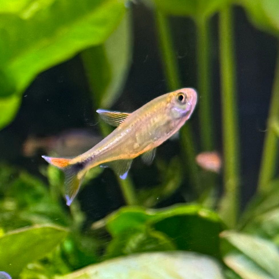 the-fish-farm Tetra Silvertip Tetra 3cm Silvertip Tetra 3cm - The Fish Farm