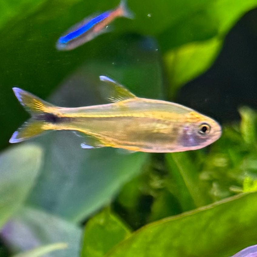 the-fish-farm Tetra Silvertip Tetra 3cm Silvertip Tetra 3cm - The Fish Farm
