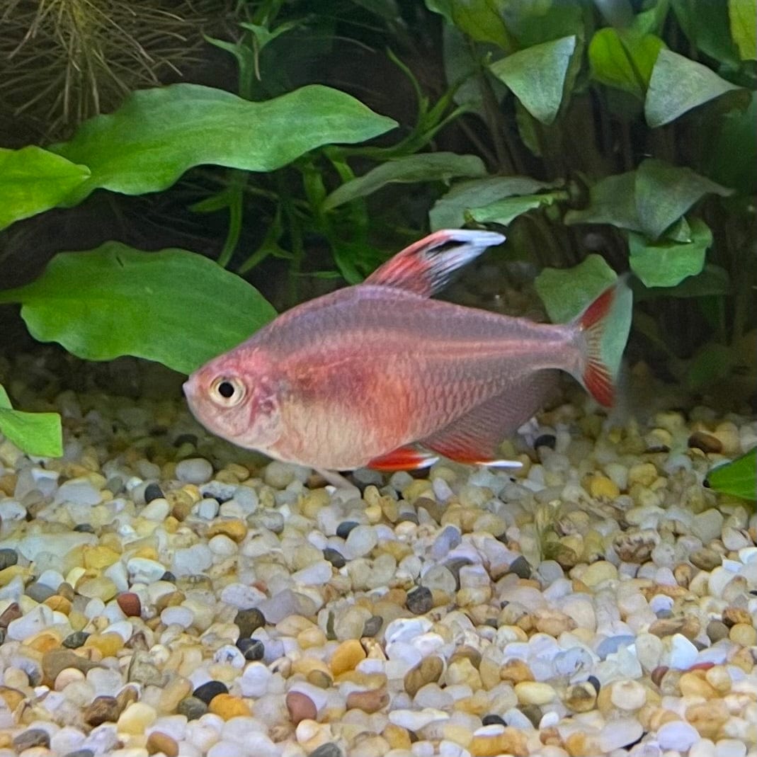 the-fish-farm Tetra White Fin Ornate (3cm) White Fin Ornate 3cm - The Fish Farm
